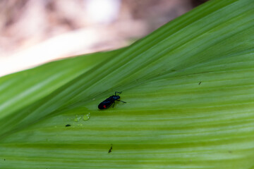 Green leaves with black insects perched