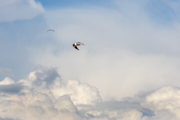 Flying seagull in the stormy sky