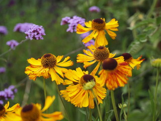 flowers in allotment