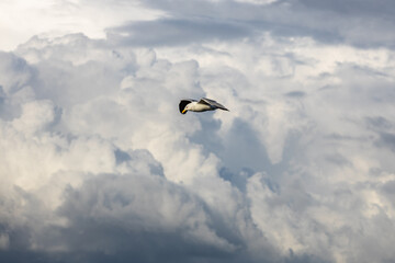 Flying seagull in the stormy sky
