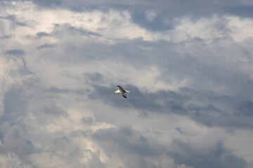 Flying seagull in the stormy sky