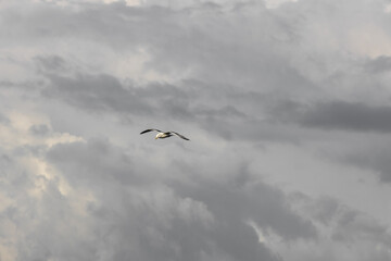 Flying seagull in the stormy sky