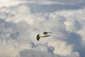 Flying seagull in the stormy sky