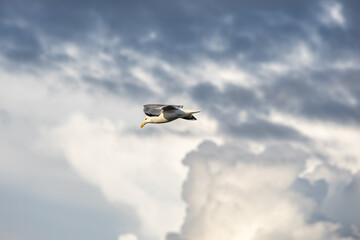 Flying seagull in the stormy sky.