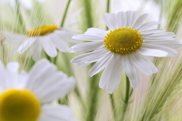 Fototapeta na wymiar card with a summer bouquet of daisies