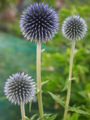 flowers in garden