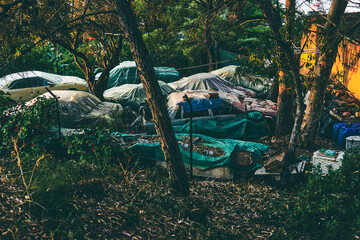 car dump in the middle of a wood