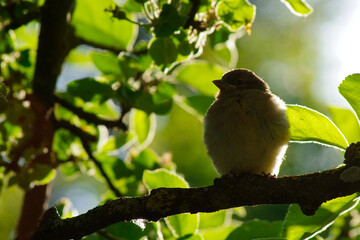 Ein Vogel sitzt in der Abendsonne auf einem Ast