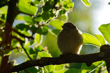 Ein Vogel sitzt in der Abendsonne auf einem Ast