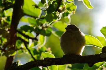 Ein Vogel sitzt in der Abendsonne auf einem Ast