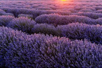 Naklejka na ściany i meble Lavender field in Provence, France. Rows of lavender in bloom ready to be collected. Lavender field summer sunset landscape near Valensole. Stunning landscape with lavender field at sunset.