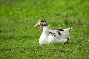Potrait einer ruhig sitzenden Gans.