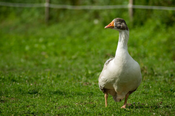 Passend zur anderen Gans. 