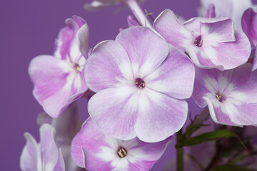 Fototapeta na wymiar Inflorescence of lilac phlox Isolated on a purple background.
