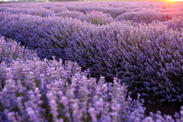 Bush of purple lavender in bloom, close-up, soft focus. Close-up of growing violet lavender in French Provence. Sunset over a violet lavender field.