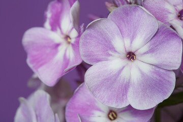 Fototapeta na wymiar Inflorescence of lilac phlox Isolated on a purple background.