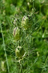 Knospen der Jungfer im Grünen - Nigella damascena
