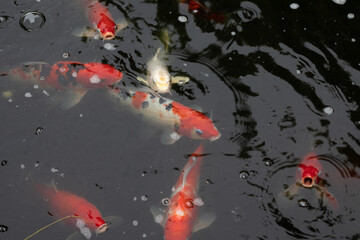 The pond has a fish pond in the garden.