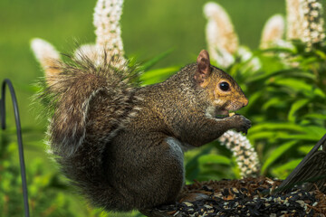 squirrel eating nut