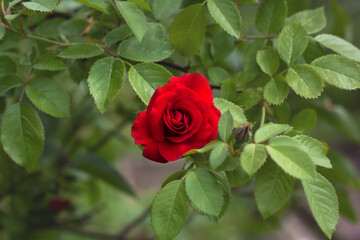 Bright red rose on a background of green foliage flowers in the middle of summer