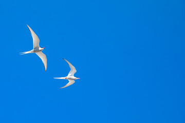 Terns (Sterninae)  attacks to protect her cubs