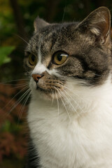 Potrait einer Katze im goldenen Schnitt
