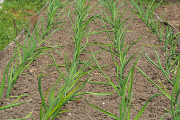 Young garlic sprouts on the beds in the spring. Agriculture near the house
