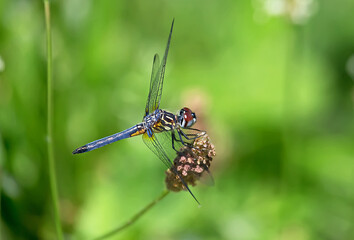 blue dragonfly on a branch