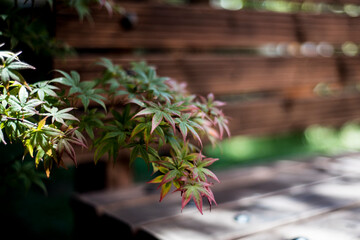acer palmatum leaves on corner of bench