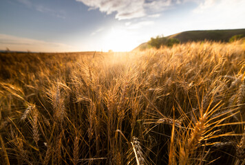 Open wheat field at sunset.