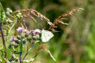 on  wildflower meadow there is a cabbage white on the flowers