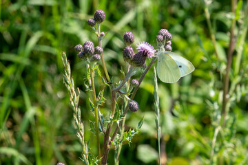 on  wildflower meadow there is a cabbage white on the flowers