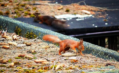 Eichhörnchen in Action
