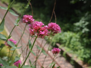 pink flowers over rail track