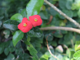red flower and green leaf