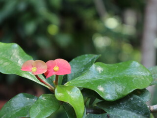 Obraz na płótnie Canvas Pink flower and green leaf