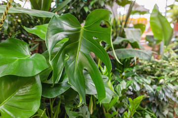Tropical monstera green plant in a pot in a plant store. Shopping for trendy interior flowers and home design concept. Selective focus, copy space