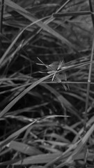 Black and white picture of delicate dandelion seeds trapped in green grass. Natural background. 