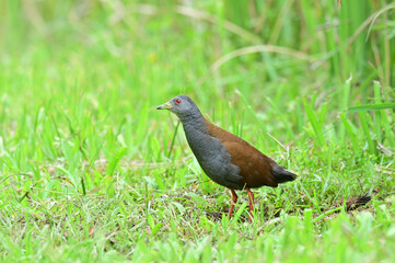 black-tailed crake lovely grey and red bird living in green plantation in swamp land