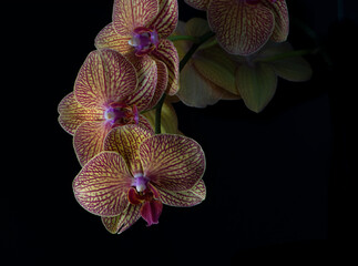 Naklejka na ściany i meble A Phalaenopsis Orchid