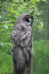 Bartkauz Strix nebulosa sitzt auf einem Baumstamm