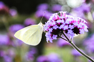 European cabbage butterfly also cabbage butterfly on a Verbena bonariensis flower (in german...