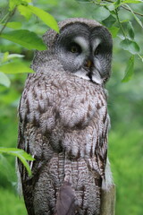 Bartkauz Strix nebulosa  in Nahaufnahme sitzt unter einem Baum
