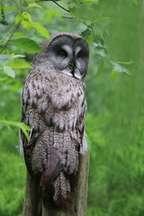 ein Bartkauz sitzt auf einem Stamm
Strix nebulosa unter einem Baum