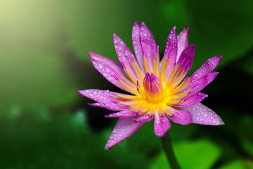 Beautiful of waterdrop on purple lotus blooming in closeup with blurry background and lighting form the top of the left corner.