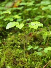 view of green forest