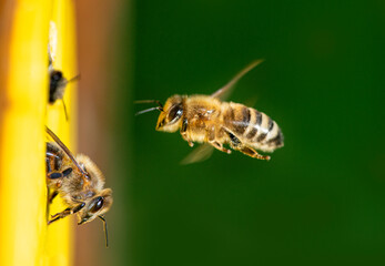 abeilles volant à la ruche - élevage d& 39 abeilles (Apis mellifera)