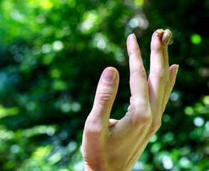 Little snail crawling on female hand on green background in forest