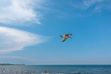 Fototapeta na wymiar big seagull flies close over the ground and the sky is blue