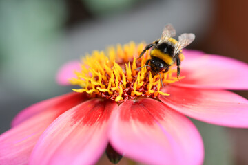 Hummel auf Rockin' Rosi, Blume des Jahres 2020